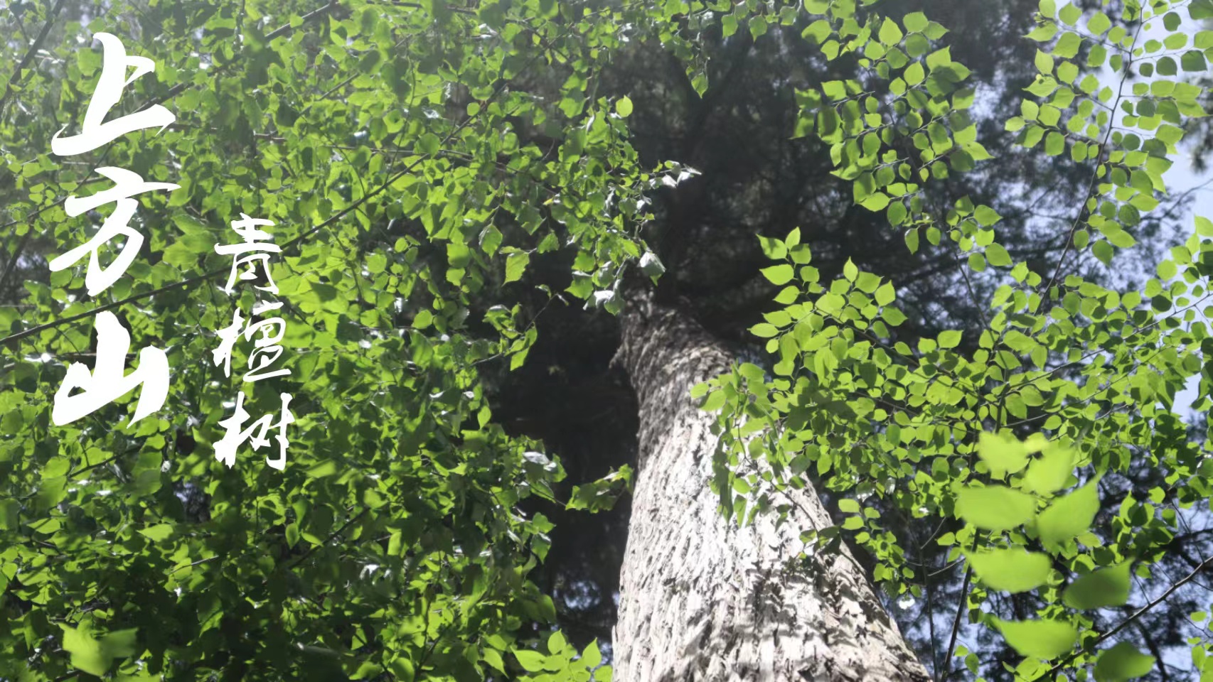 第二组
